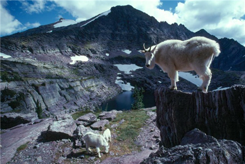 mtn goat in glacierNP